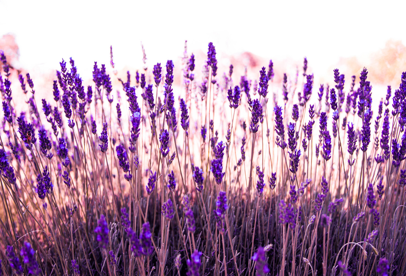 Clairmont Lavender Farm