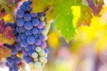 Corison Winery Cabernet Grapes