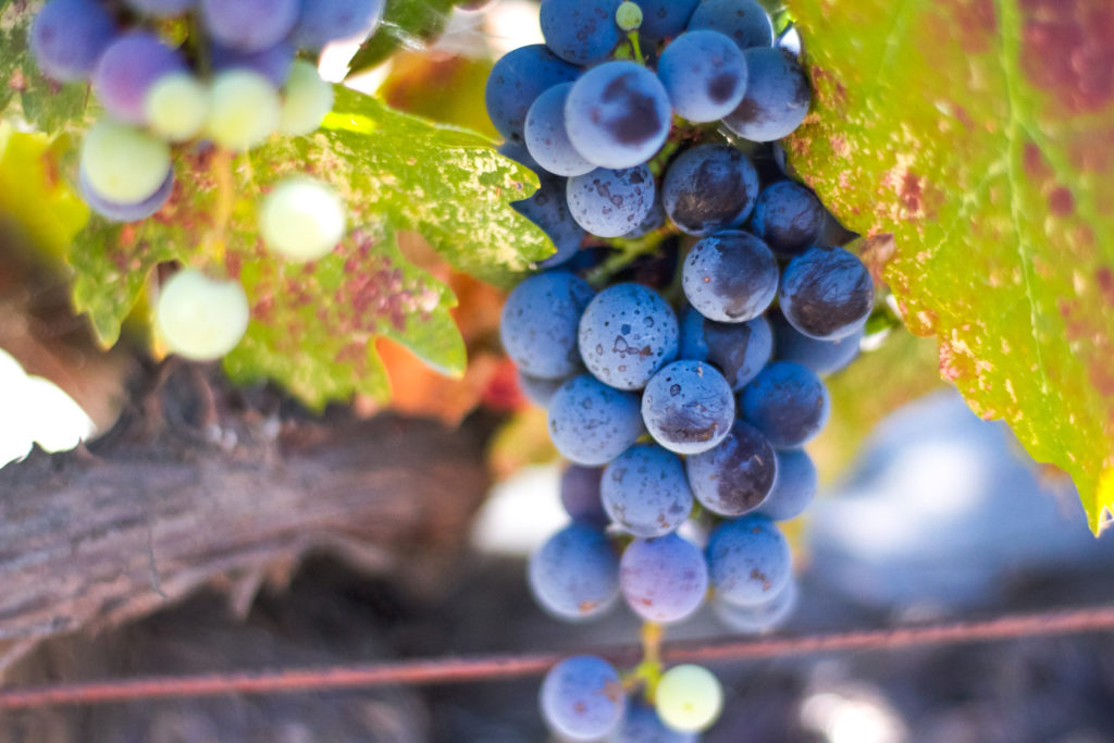 Corison Winery Cabernet Grapes 2